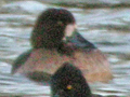 probable Tufted Duck x Greater Scaup hybrid